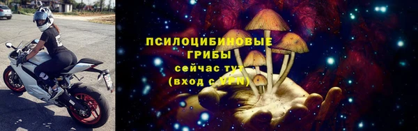 сатива Новокубанск
